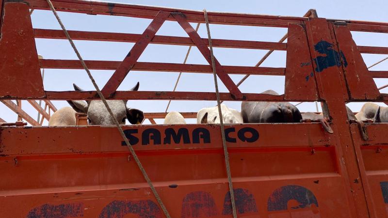 بالصور.. مصر تستقبل عدد كبير من شحنات رؤوس الماشية عن طريق معبر قسطل البري