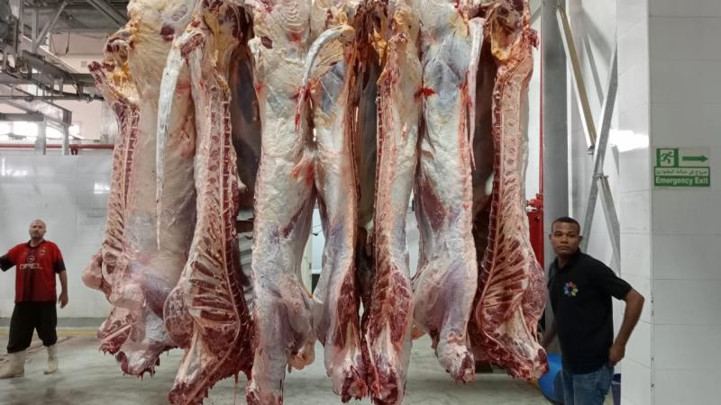 وزير التموين : وصول شحنات كبيرة من اللحوم الحية المتعاقد عليها ‏سواء ماشية او أغنام حية ومجمدة