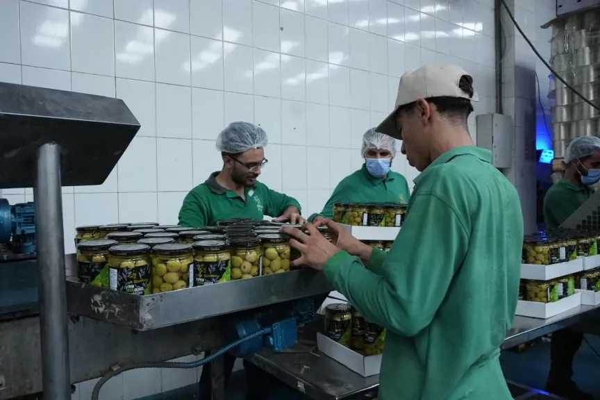 مصر الأولى عالميا بعد إسبانيا فى تصدير زيتون المائدة لأسواق أمريكا وأوروبا