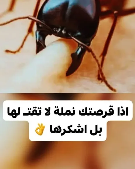 إذا قرصتك نملة لاتقتلها بل أشكرها !