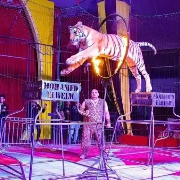 أقوى وأخطر الفقرات العالمية فى سيرك ”فانتازيا الإيطالي ” بالمقطم أقوى وأخطر الفقرات العالمية فى سيرك ”فانتازيا الإيطالي ” بالمقطم