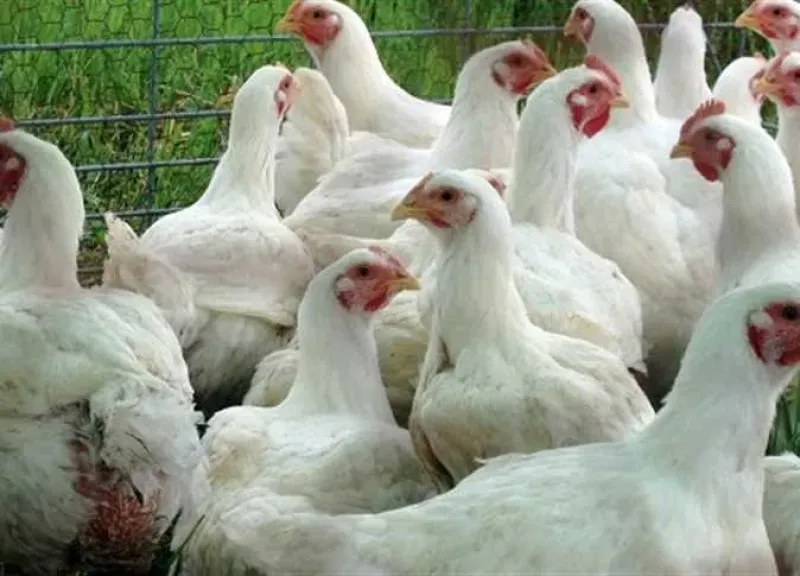 أسعار الدواجن في مصر تتراجع لأدنى مستوى خلال 2025