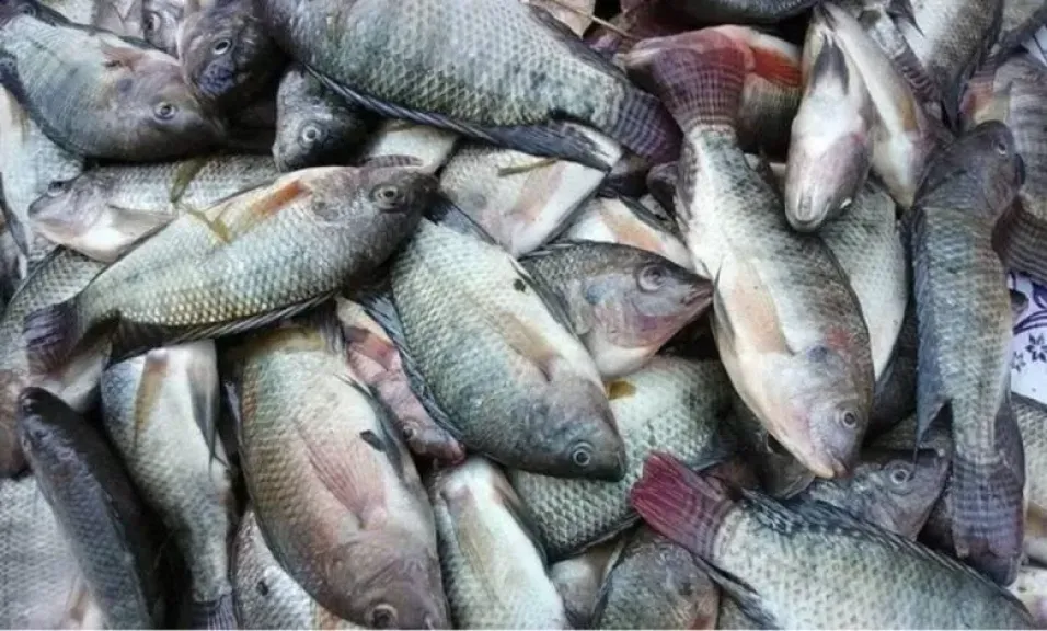 سعر السمك اليوم الأحد.. كل ما تريد معرفته عن الجمبري والبلطي والسردين