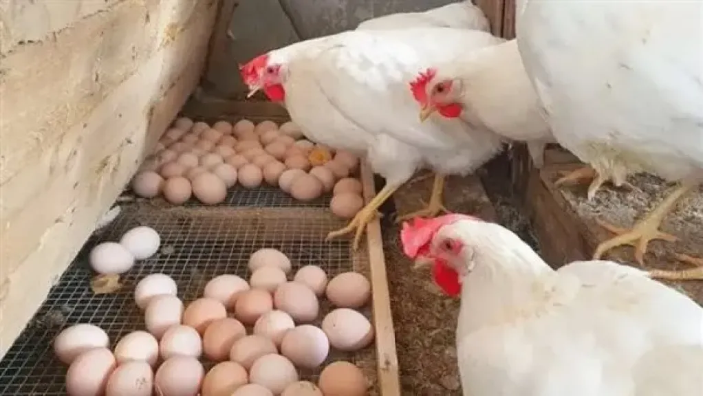 أسعار الفراخ والبيض اليوم الأحد 14 ديسمبر 2025 في مصر.. ارتفاع محدود والرقابة مشددة
