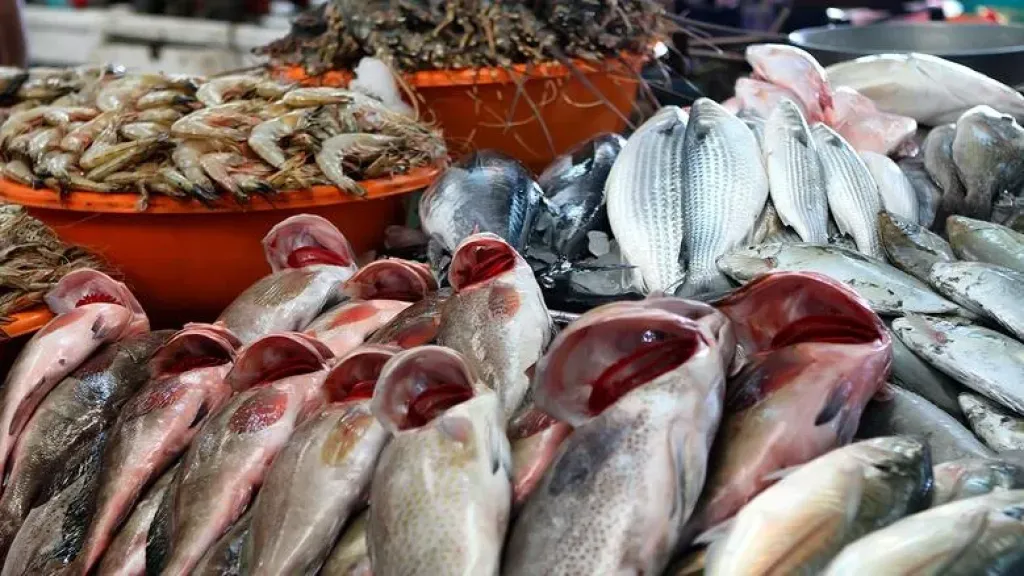تعرف على أسعار الأسماك اليوم 16-12-2025 في مصر.. البلطي والجمبري والكابوريا