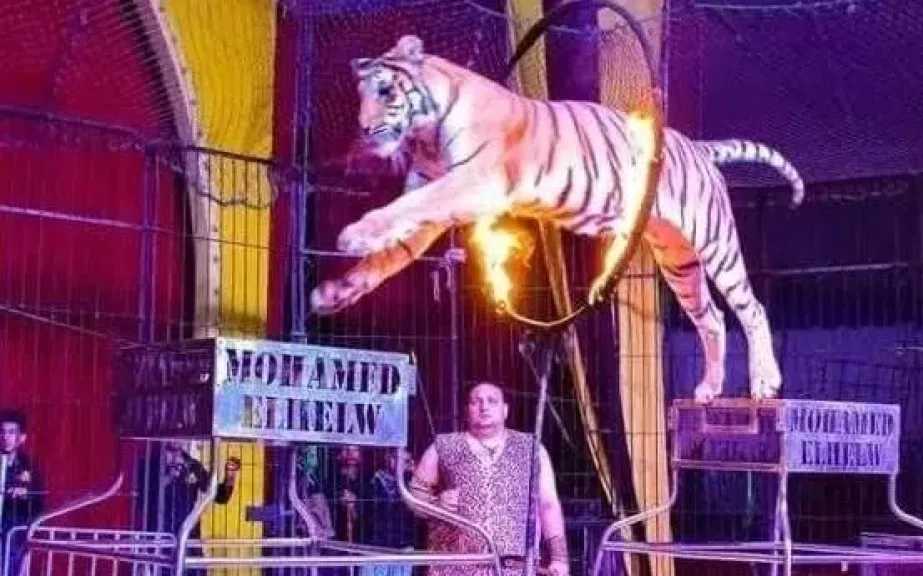 احتفالا بالعام الجديد..سيرك” فانتازيا الإيطالى ” يواصل تقديم حفلاته بالمقطم