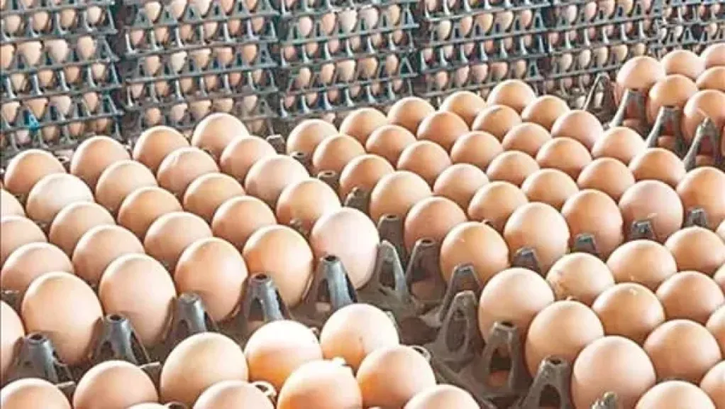 سعر كرتونة البيض فى الأسواق المحلية اليوم السبت