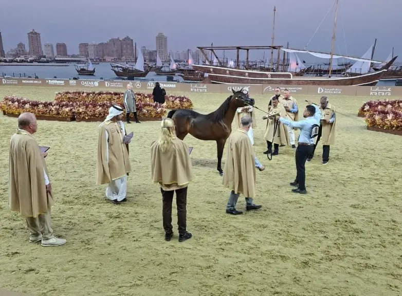 أكبر مهرجان للخيول بالدوحة