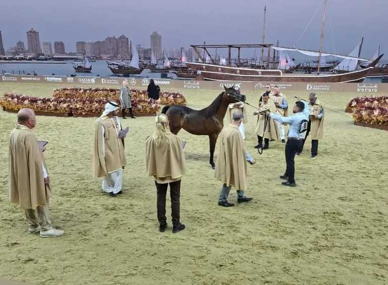 أكبر مهرجان للخيول بالدوحة